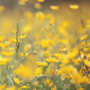 Yellow for Autumns