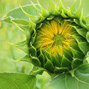 Green For Springs