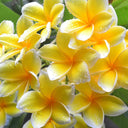 Yellow for Springs